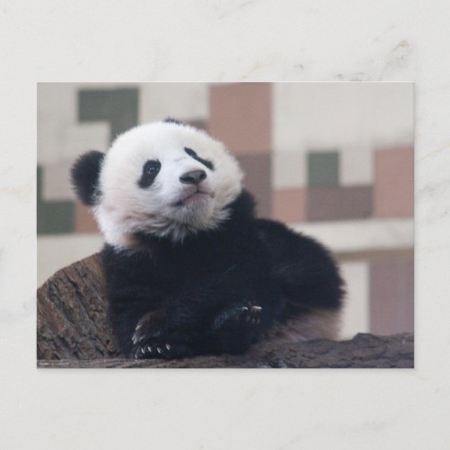 Carte Postale Sweet Giant Panda Baby (Devant)