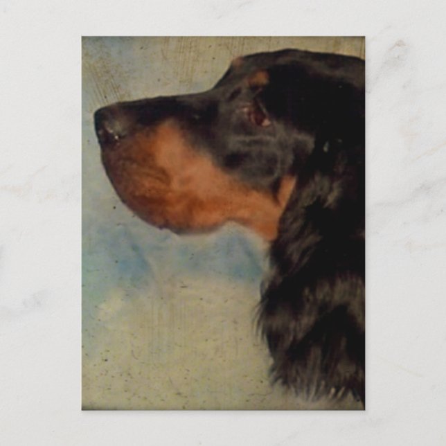 Carte postale Sweet Gordon Setter (Devant)