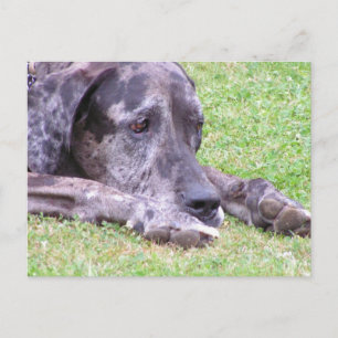Carte postale Sweet Great Dane