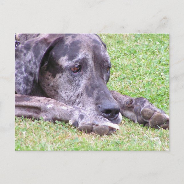 Carte postale Sweet Great Dane (Devant)