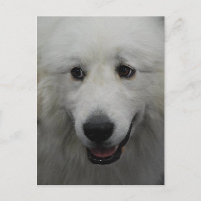 Carte postale Sweet Great Pyrenees (Devant)