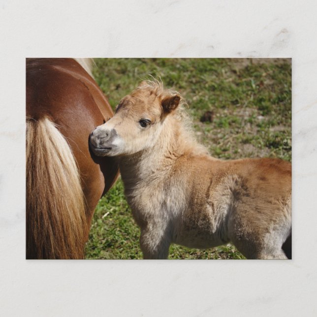 Carte Postale Sweet Haflinger Foal (Devant)