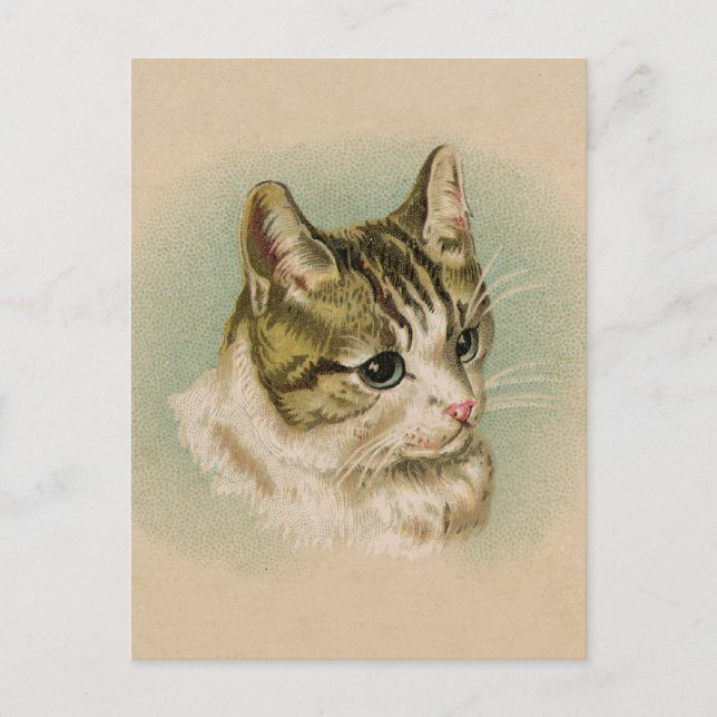 Carte Postale Sweet Kitten (Devant)