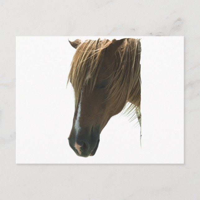 Carte postale Sweet Mustang Horse (Devant)