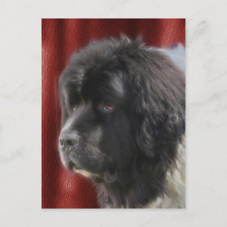 Carte Postale Sweet Newfoundland Dog Face