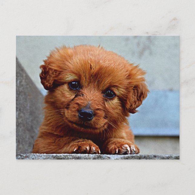 Carte Postale Sweet Pup (Devant)