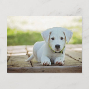 Carte Postale Sweet Puppy avec votre texte
