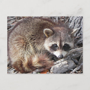 Carte Postale Sweet Raccoon