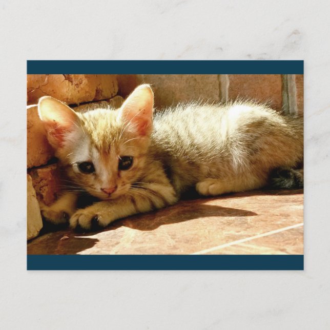 Carte Postale Sweet Sad Kitten (Devant)