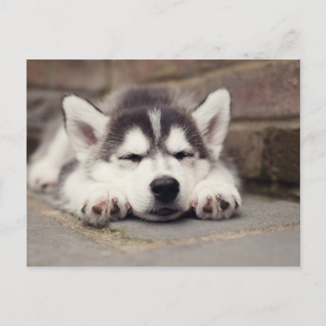 Carte Postale Sweet Sibérie Husky Puppy Sleeping (Devant)