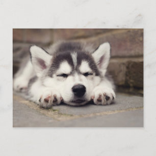 Carte Postale Sweet Sibérie Husky Puppy Sleeping