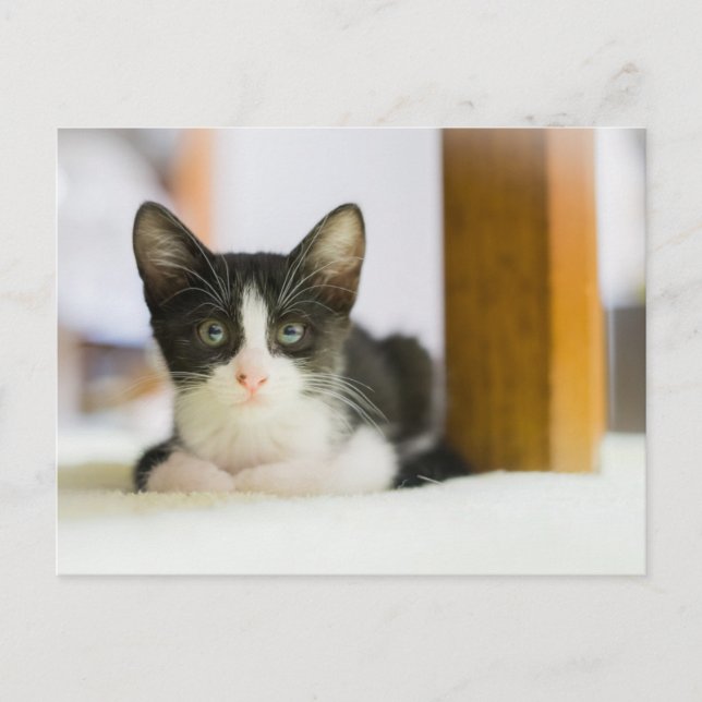 Carte Postale Sweet White And Black Kitten (Devant)