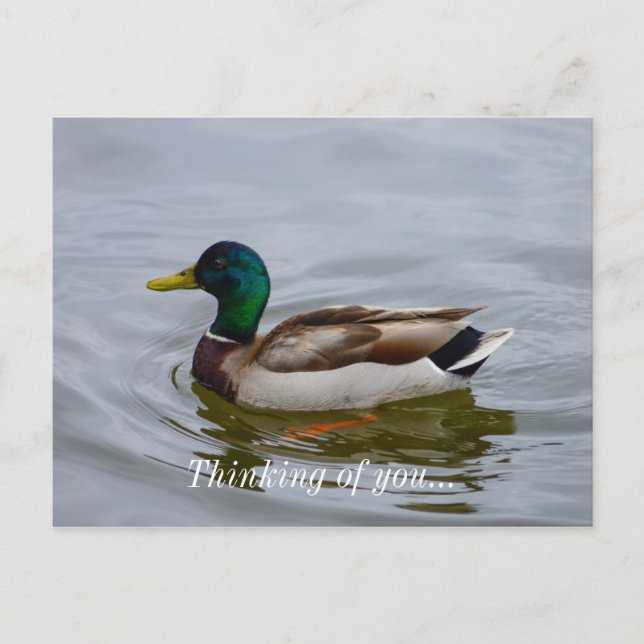 Carte Postale Swim Mallard Swim (Devant)