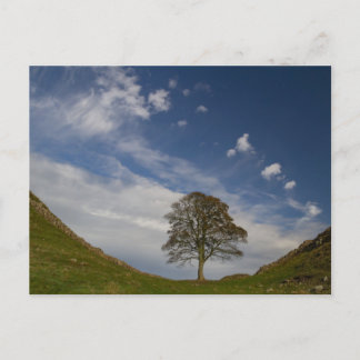 Carte Postale Sycamore Gap