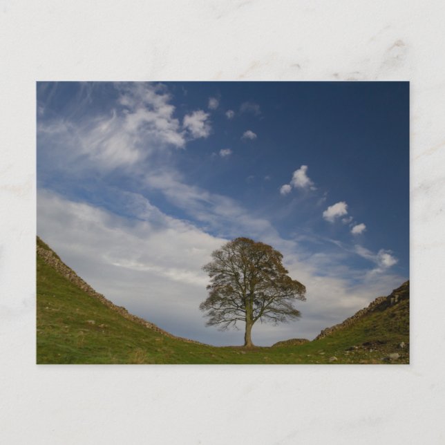 Carte Postale Sycamore Gap en automne (Devant)