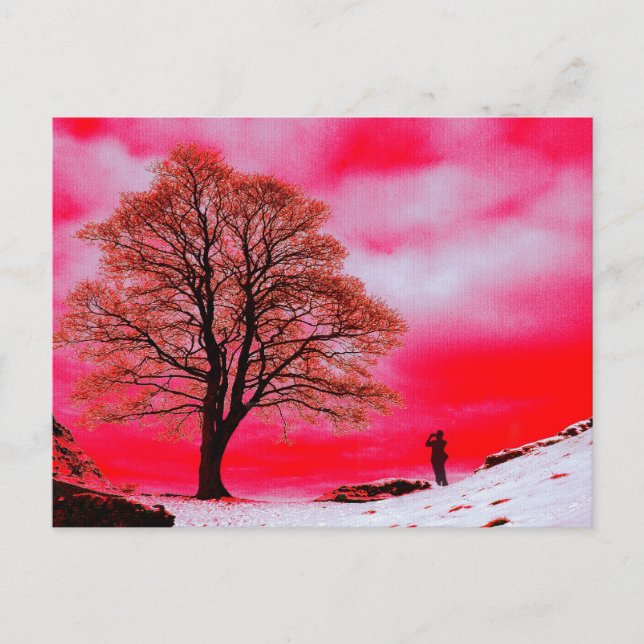 Carte postale Sycamore Tree (Devant)