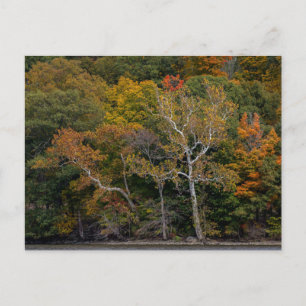 Carte Postale Sycamores d'automne
