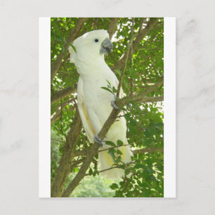 Carte Postale Sydney Cockatoo