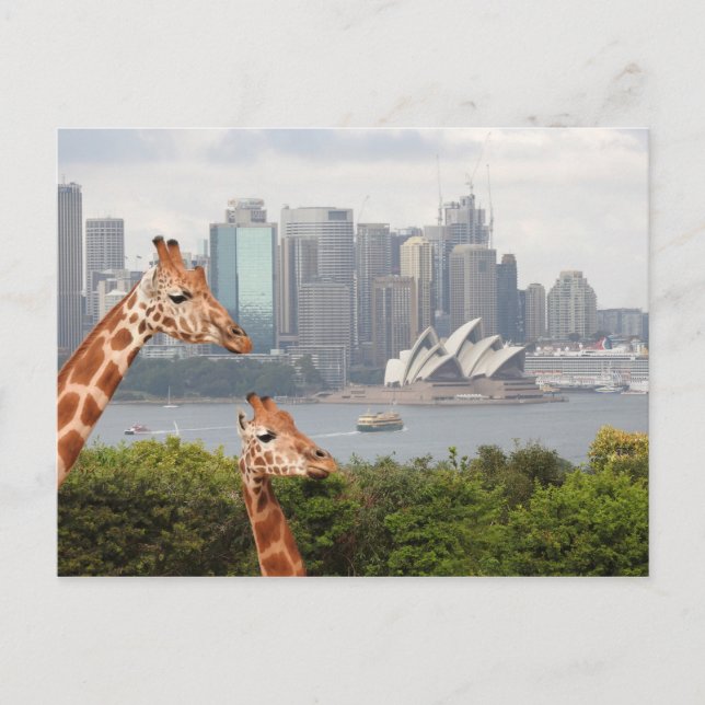 Carte postale Sydney Giraffe (Devant)