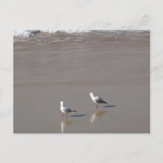 Carte Postale Sydney Mouette avec Photographie de plage d'eau