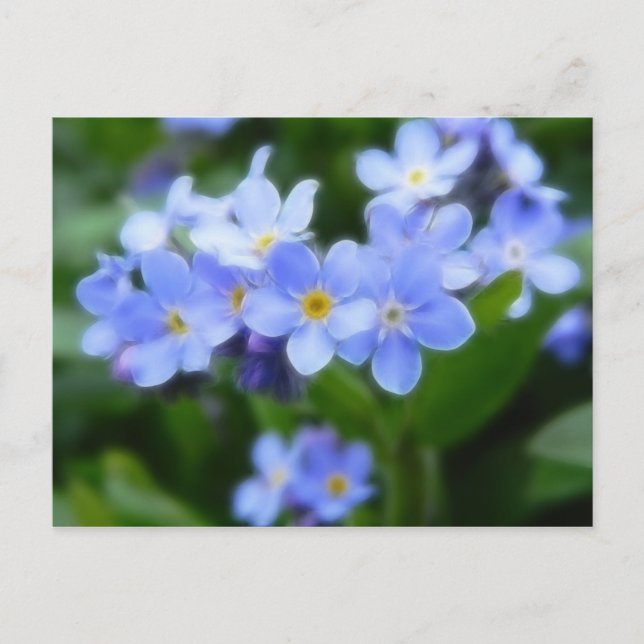 Carte Postale Sylvatica de Myosotis - myosotis des marais (Devant)