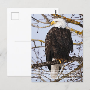 Carte Postale Symbolisme de l'aigle