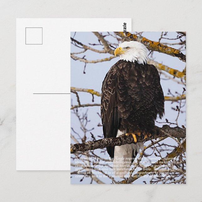 Carte Postale Symbolisme de l'aigle (Devant / Derrière)
