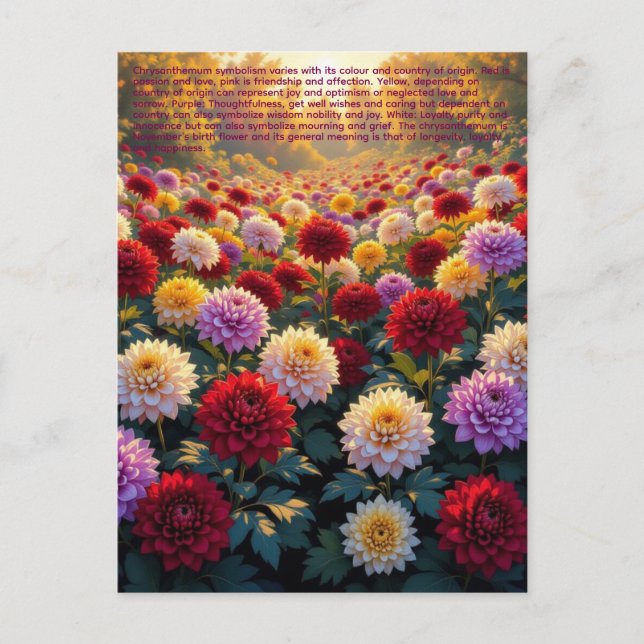 Carte Postale Symbolisme du Chrysanthème (Devant)