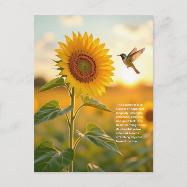 Carte Postale Symbolisme du Tournesol (Devant)