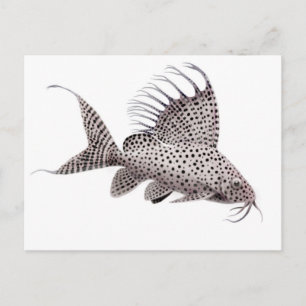 Carte postale Synodontis eupterus Catfish