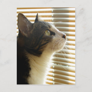 Carte postale Syrus 001