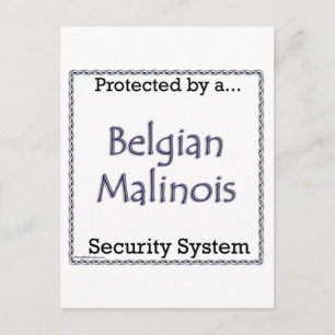 Carte Postale Système de Sécurité Malinois