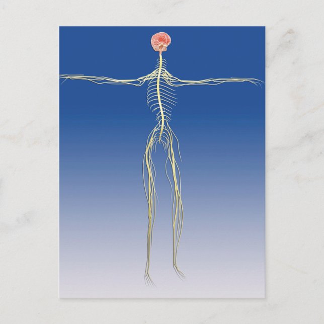 Carte Postale Système nerveux central avec cerveau humain (Devant)