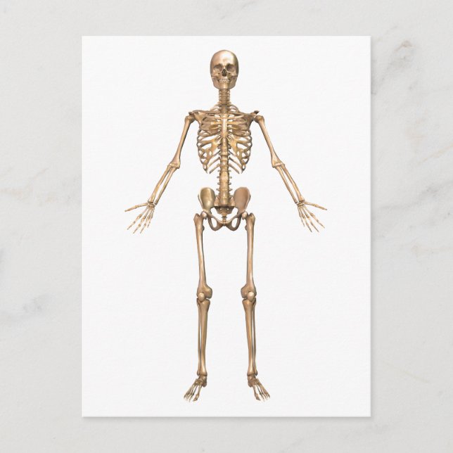 Carte Postale Système Skeletal humain, Vue avant (Devant)