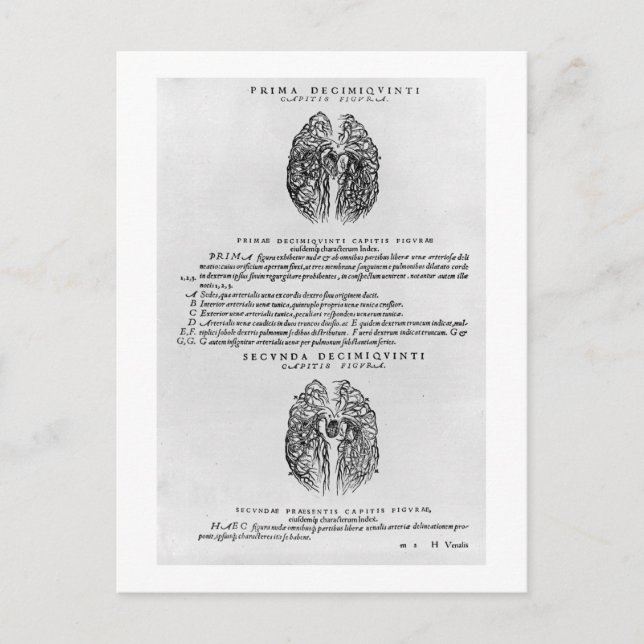 Carte Postale Système vasculaire du cerveau (Devant)