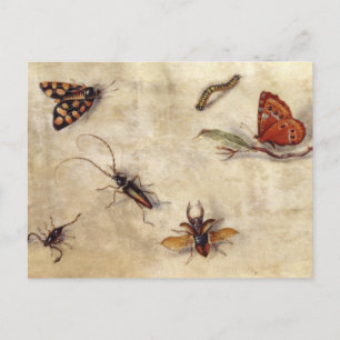 Carte Postale T31567 Étude de divers insectes, fruits et animaux
