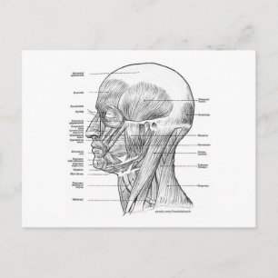 CARTE POSTALE T-SHIRTS ET CADEAUX D'ANATOMIE EN TÊTE ET COU