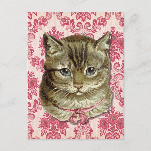 Carte Postale Tabby (Devant)