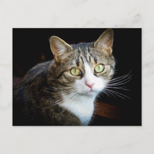 Carte Postale Tabby