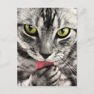 Carte Postale tabby-114782_1280.jpg