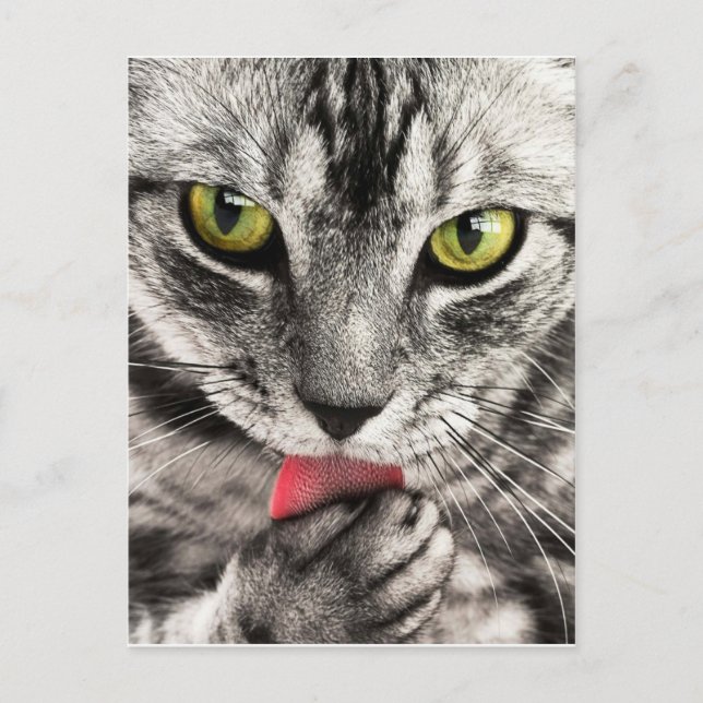 Carte Postale tabby-114782_1280.jpg (Devant)