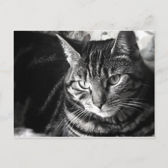 Carte postale Tabby Cat (Devant)