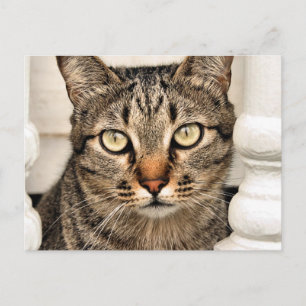 Carte Postale Tabby Cat