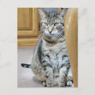Carte Postale Tabby Cat