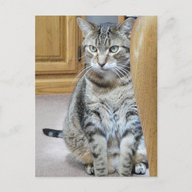 Carte Postale Tabby Cat (Devant)