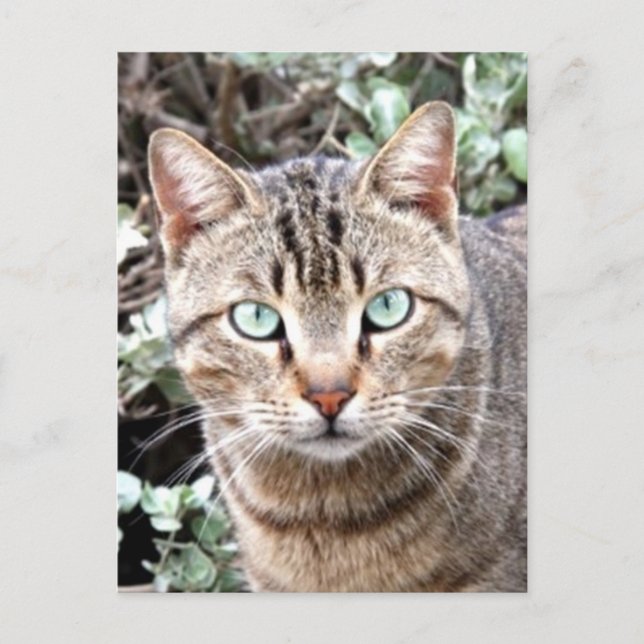 Carte Postale Tabby Cat (Devant)