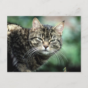Carte Postale Tabby Cat