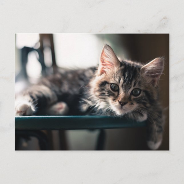 Carte Postale Tabby Cat 2 (Devant)