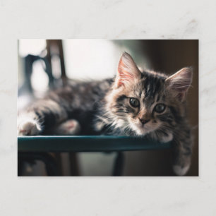 Carte Postale Tabby Cat 2