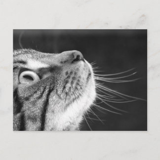 Carte Postale Tabby Cat en noir et blanc